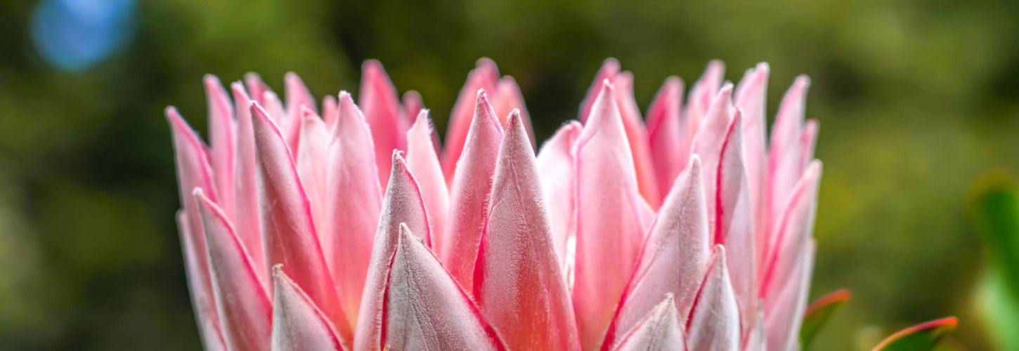 Close-up of a pink protea flower with pointed petals and surrounding green leaves, set against a blurred green background, conveying a serene, natural beauty. South Africa, Cape Wilderness, Nature, Wildlife, Plants, Animals, Cape Floral Kingdom, Fynbos.