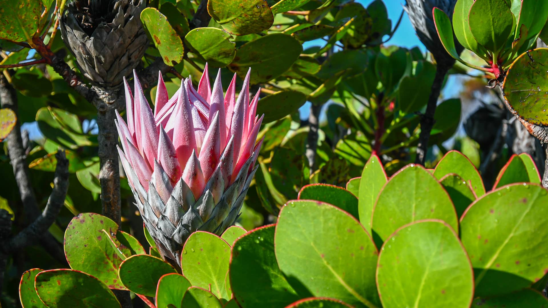 A vibrant pink protea flower emerges among lush green leaves in bright sunlight. The scene conveys a sense of natural beauty and tranquility. South Africa, Cape Wilderness, Nature, Wildlife, Plants, Animals, Cape Floral Kingdom, Fynbos.
