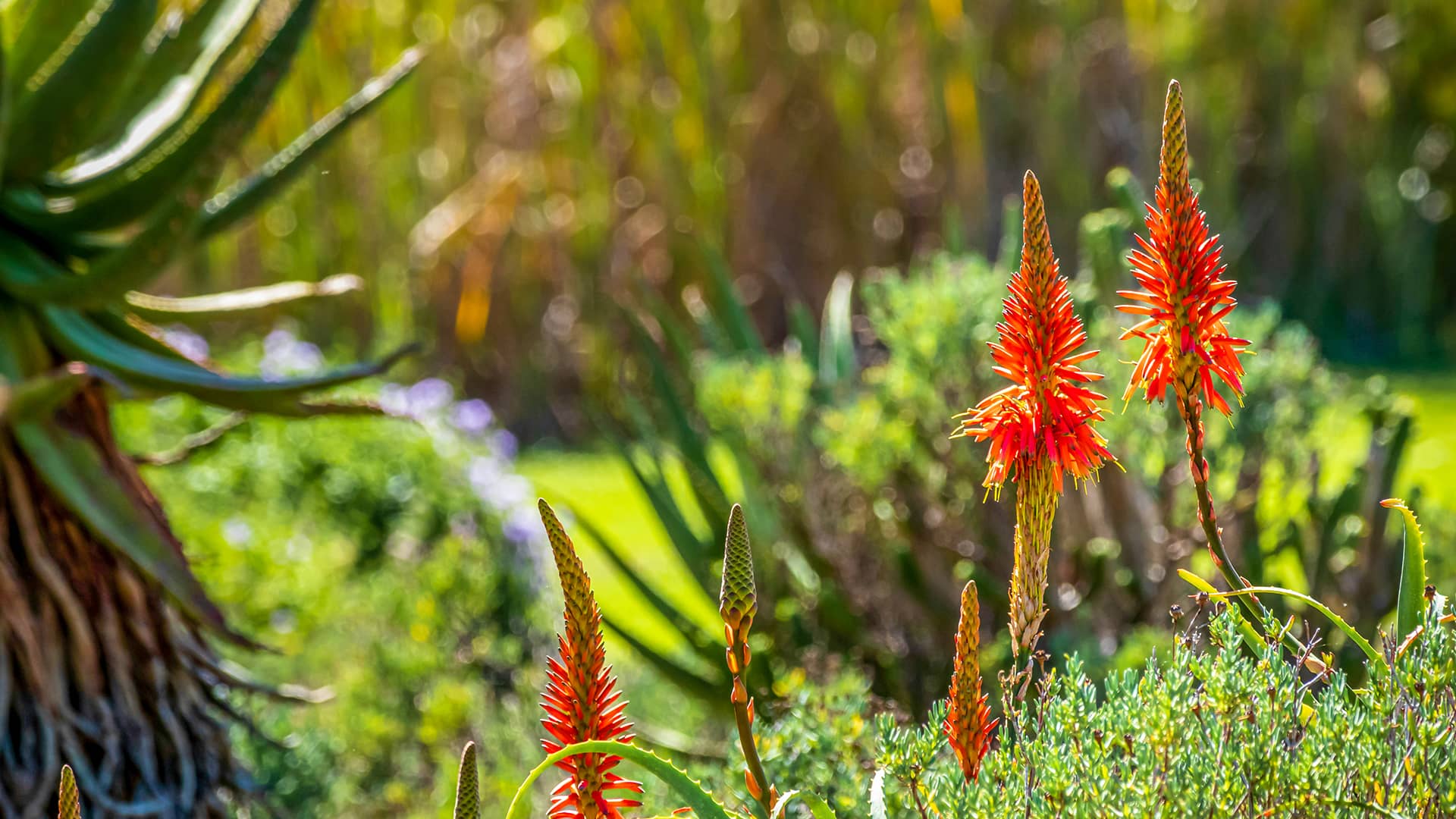 Red Aloes in the Kirstenbosch National Botanical Garden in Cape Town, South Africa. This botanical garden is located in the Cape Floral Kingdom. South Africa, Cape Wilderness, Nature, Wildlife, Plants, Animals, Cape Floral Kingdom, Fynbos.