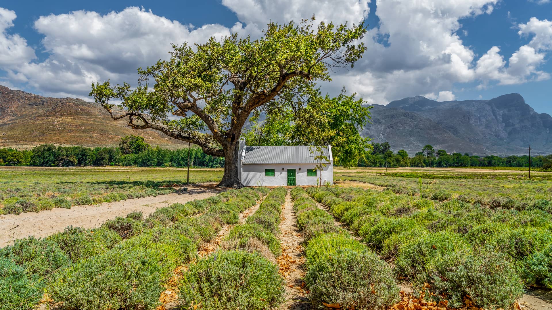 CAPE WINELANDS