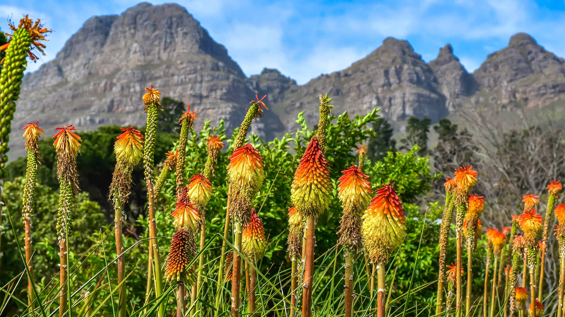 Vibrant orange and yellow torch lilies in the foreground, set against a backdrop of lush greenery and rugged mountains under a blue sky. The scene feels serene and majestic. South Africa, Cape Wilderness, Nature, Wildlife, Plants, Animals, Monocots, Flowers.