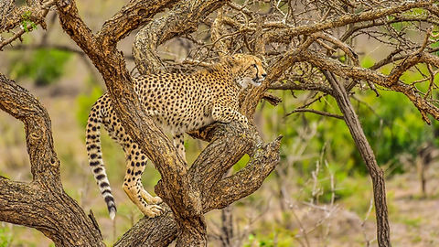 Phinda Private Game Reserve