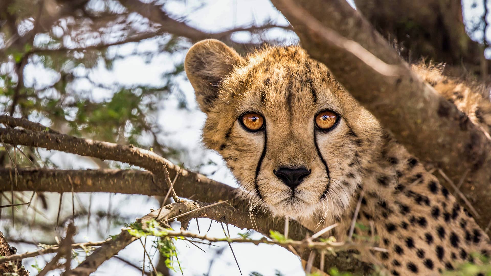 The Greater Kruger is a region of large numbers. Here you can find around 500 bird species, 150 mammal species, 115 reptile species, 50 fish species, 35 amphibian species and 2000 plant species, of which 330 tree species. This is where you go to see all the classic safari wildlife like the Big 5, giraffe, hippo, zebra, hyena, Greater Kudu, Waterbuck, Wildebeest, Common Warthog, etc. Keep an eye out for the lesser known, but equally beautiful animals like Tsessebe, Sable Antelope, Nyala, Roan Antelope and the endangered Temminck’s Ground Pangolin. Some of these beauties might be quite a challenge to find.