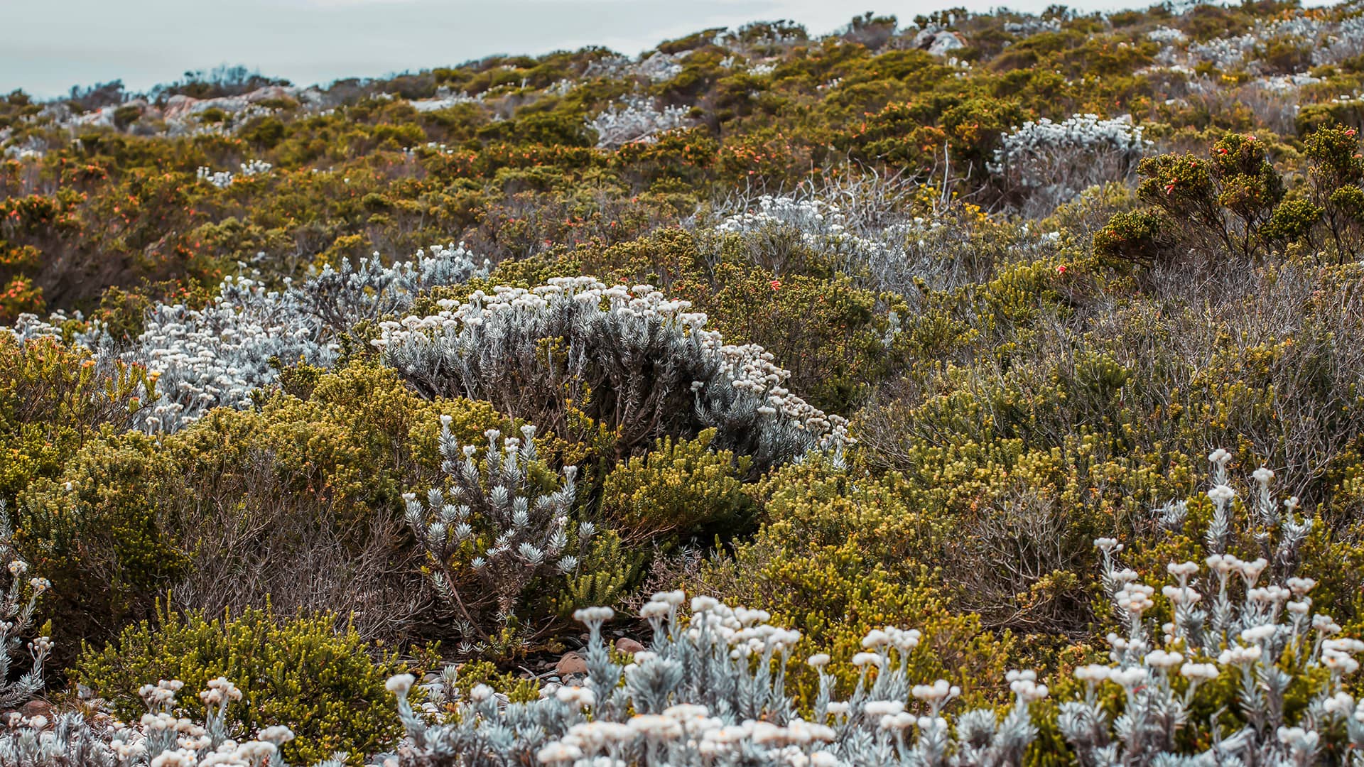 A lush landscape of green and white shrubs under a cloudy sky. The terrain appears dense and wild, conveying a sense of natural beauty and tranquility. South Africa, Cape Wilderness, Nature, Wildlife, Plants, Animals, Cape Floral Kingdom, Fynbos.