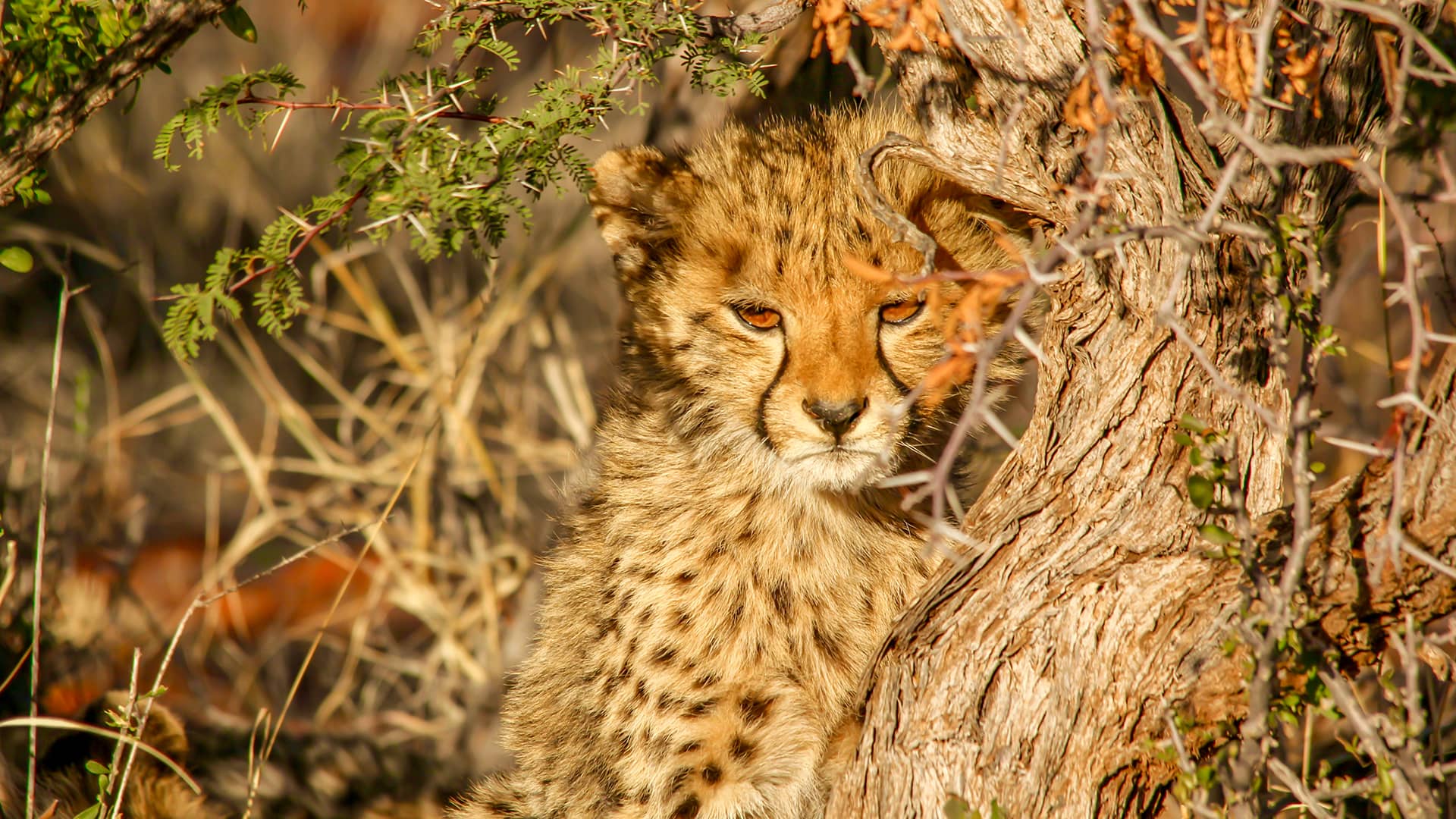 Young cheetah cub resting against a tree in a sunlit savannah, surrounded by dry grass and branches. The cub looks calm and curious. South Africa, Cape Wilderness, Nature, Wildlife, Plants, Animals, Mammals.