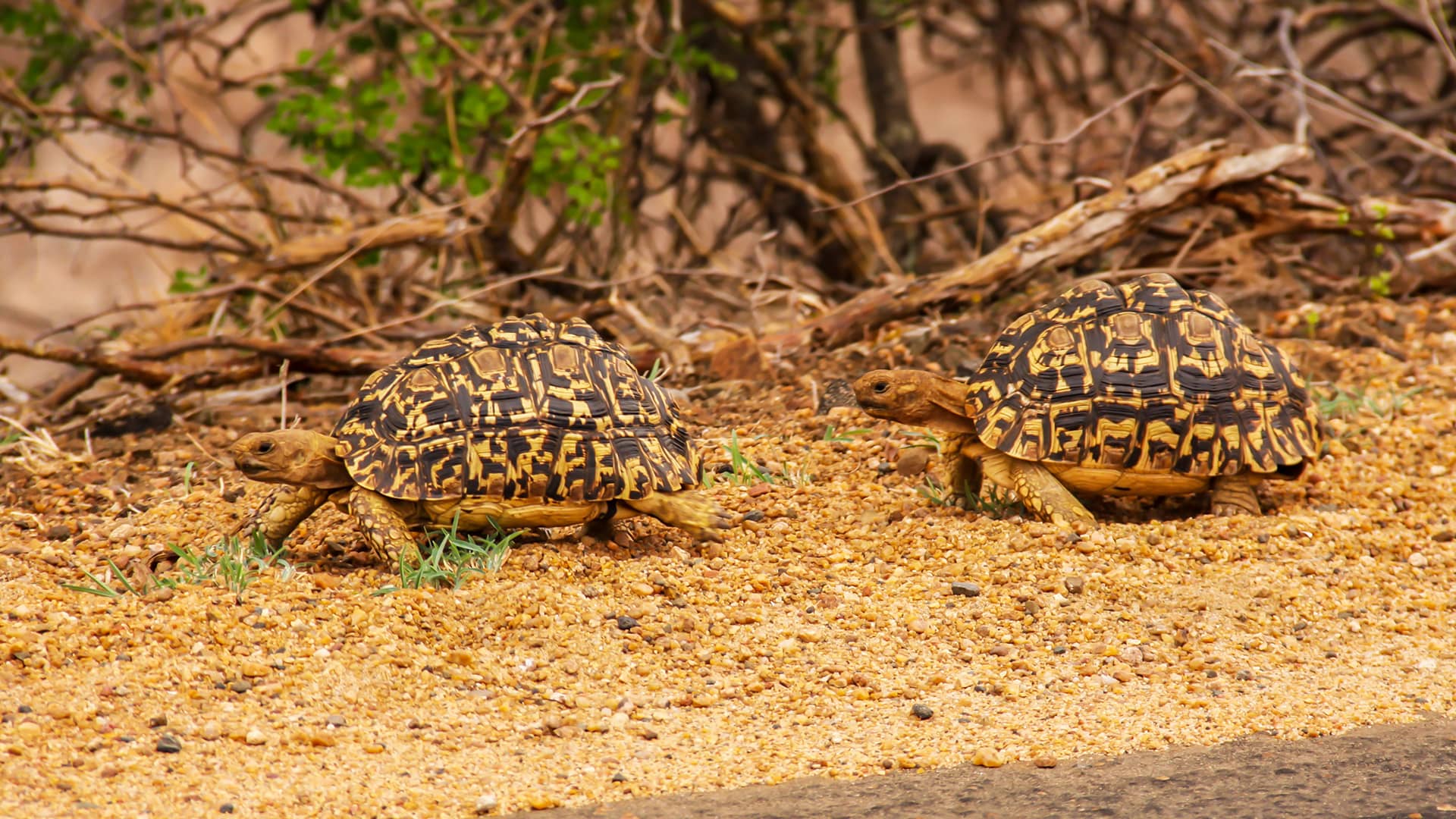 Two leopard tortoises with patterned shells walk on sandy ground, surrounded by dry branches and sparse green foliage, conveying a serene, natural setting. South Africa, Cape Wilderness, Nature, Wildlife, Plants, Animals.