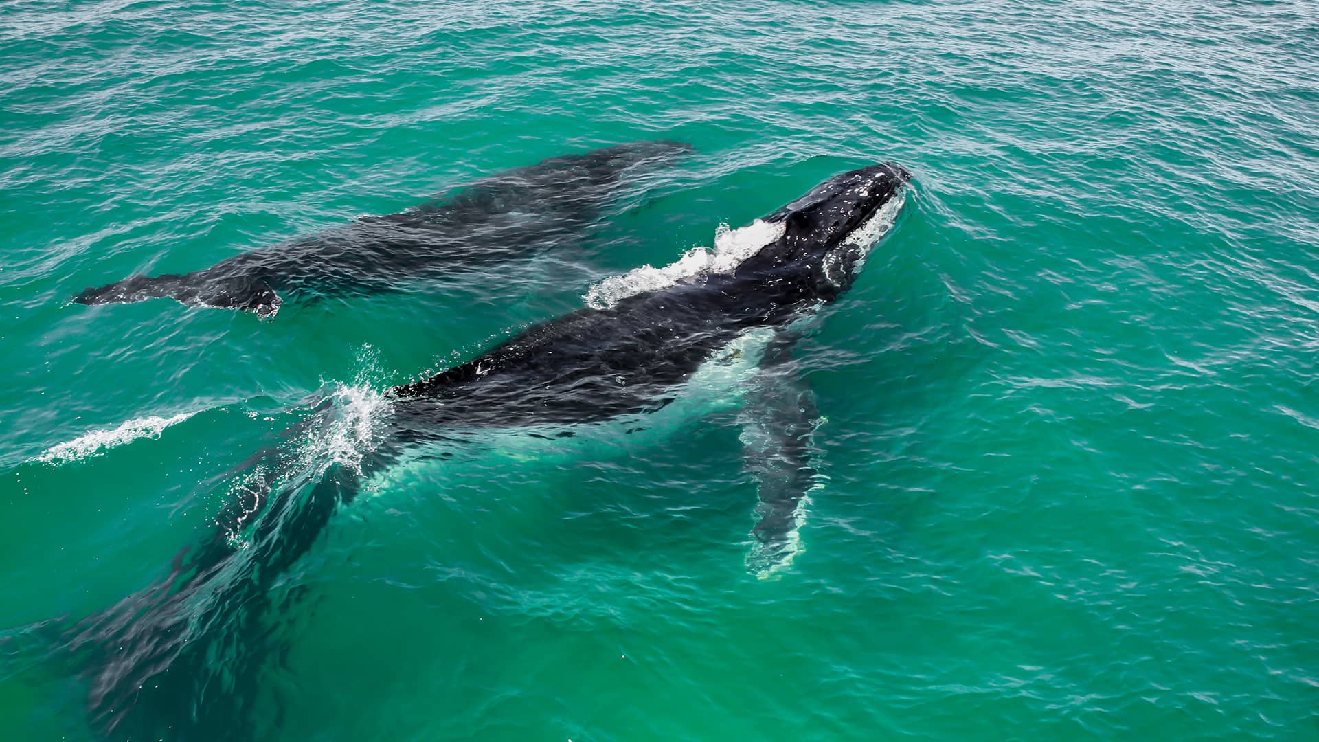 Aerial view of two whales swimming in clear turquoise water, creating ripples. The scene conveys tranquility and the majesty of marine life. South Africa, Cape Wilderness, Nature, Wildlife, Plants, Animals.