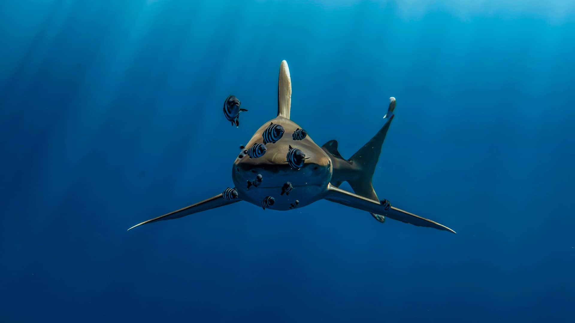 Shark swimming in clear blue ocean with small fish nearby, sunlight streaming down. The scene conveys calmness and the vastness of the underwater world. South Africa, Cape Wilderness, Nature, Wildlife, Plants, Animals, Sharks and Rays.