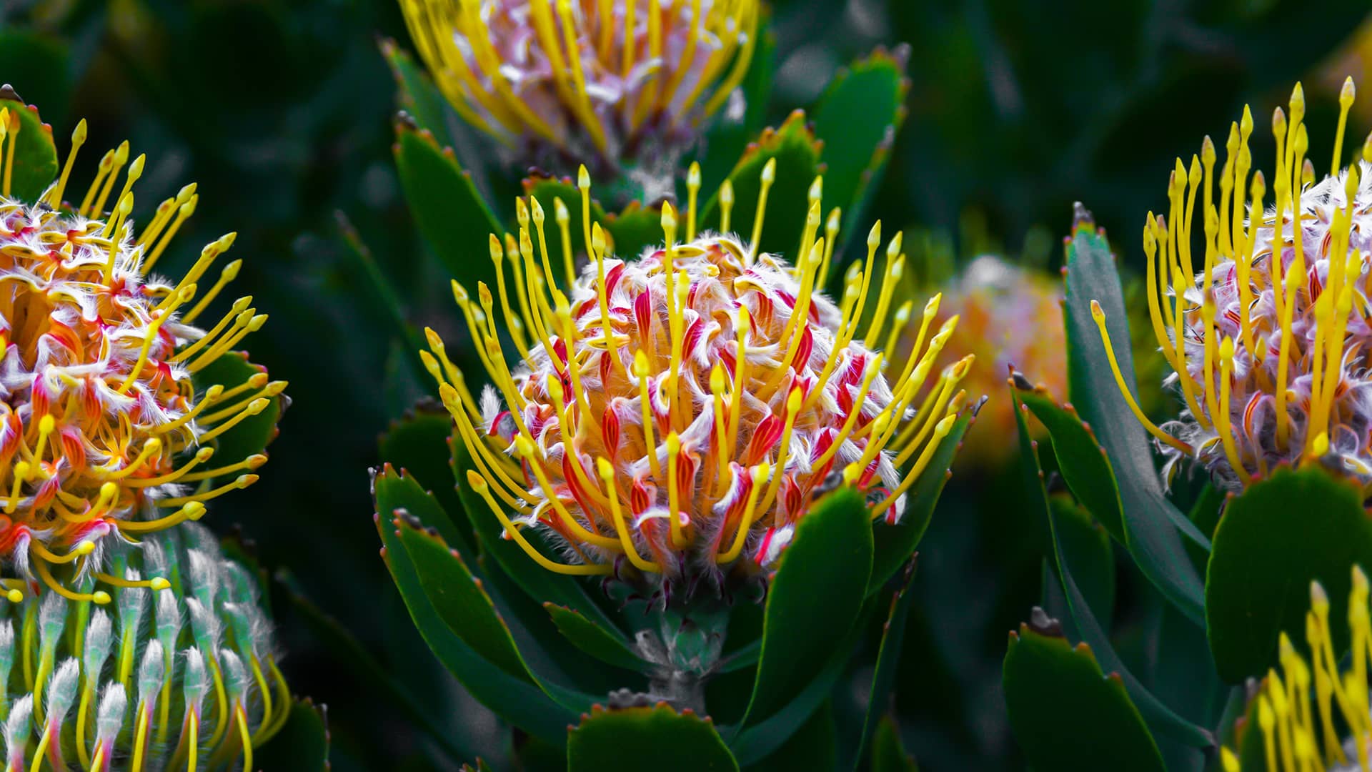 Close-up of vibrant protea flowers with spiky yellow petals and pink centers, surrounded by dark green foliage. The scene conveys a lively, tropical feel. South Africa, Cape Wilderness, Nature, Wildlife, Plants, Animals, Cape Floral Kingdom, Fynbos.