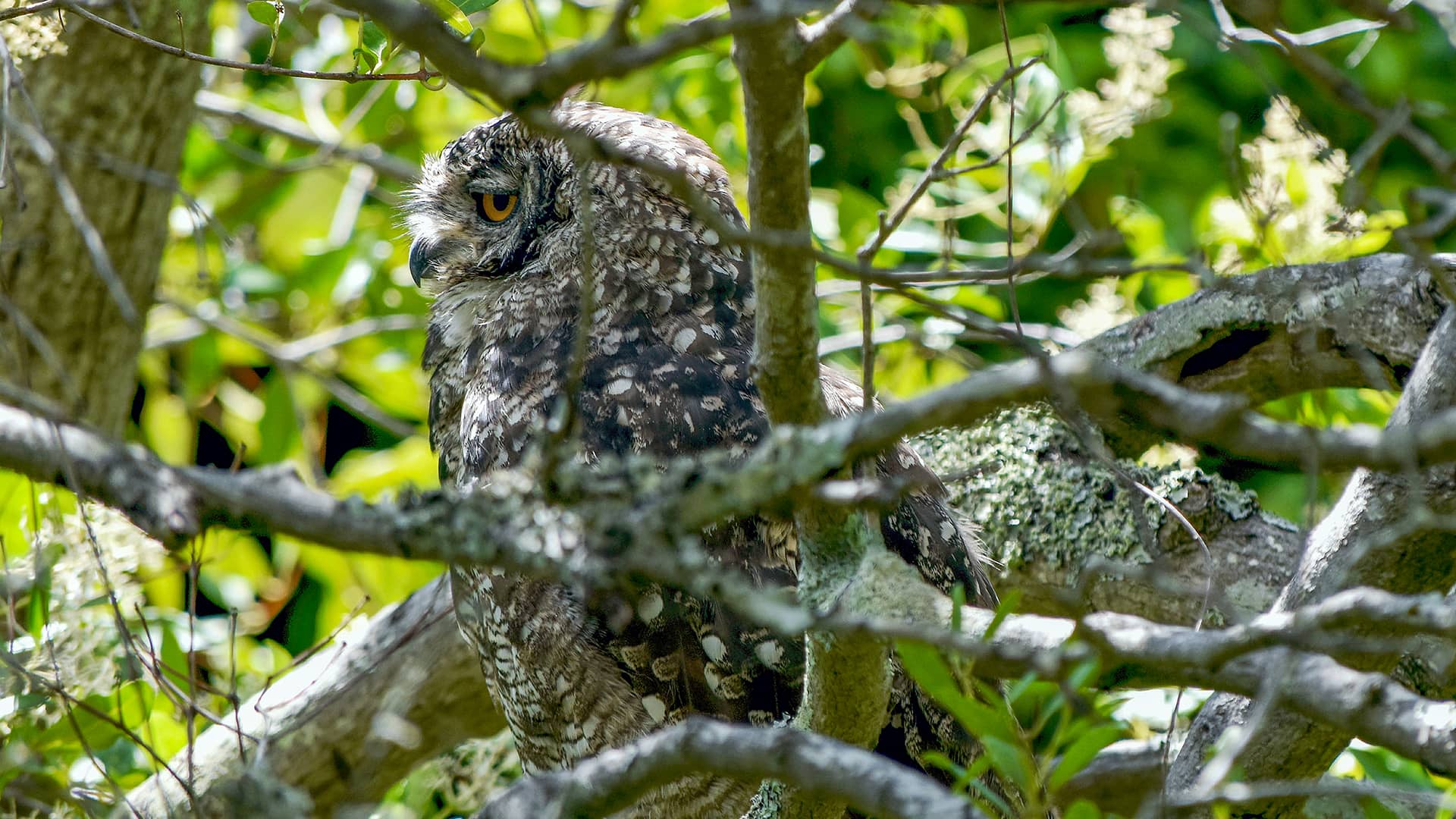 A camouflaged owl with mottled feathers perches among tree branches, its orange eye alert. Sunlight filters through lush green leaves, creating a serene forest ambiance. South Africa, Cape Wilderness, Nature, Wildlife, Plants, Animals, Cape Peninsula, Cape Town.