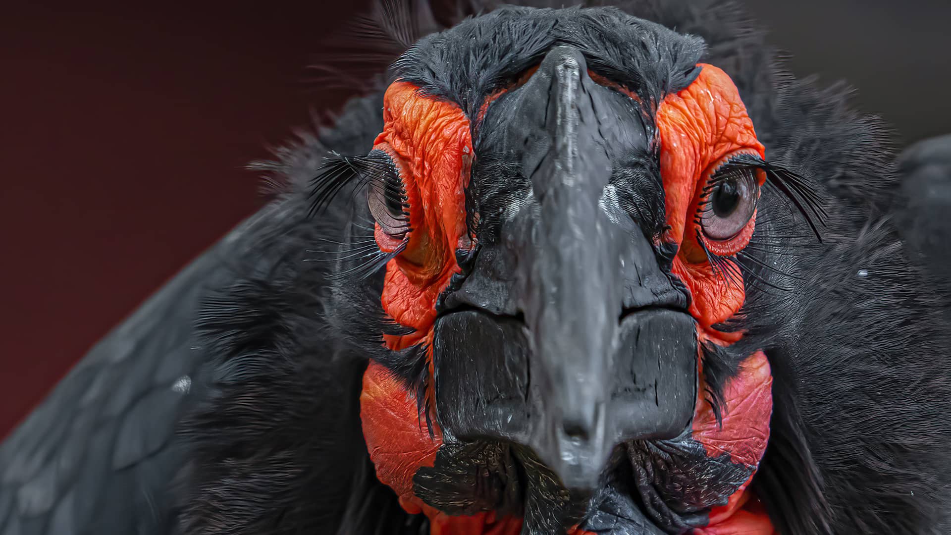 Close-up of a Southern Ground Hornbill's face, showing intense black and red coloration, leathery texture, and piercing eyes against a dark background. South Africa, Cape Wilderness, Nature, Wildlife, Plants, Animals, Birds.