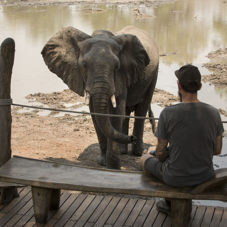 How Dangerous Is an African Safari?