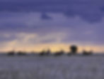 Herd of Gemsbok on a violet field in Africa