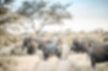 simbavati_safari_lodges_wildlife_283 (1).jpg