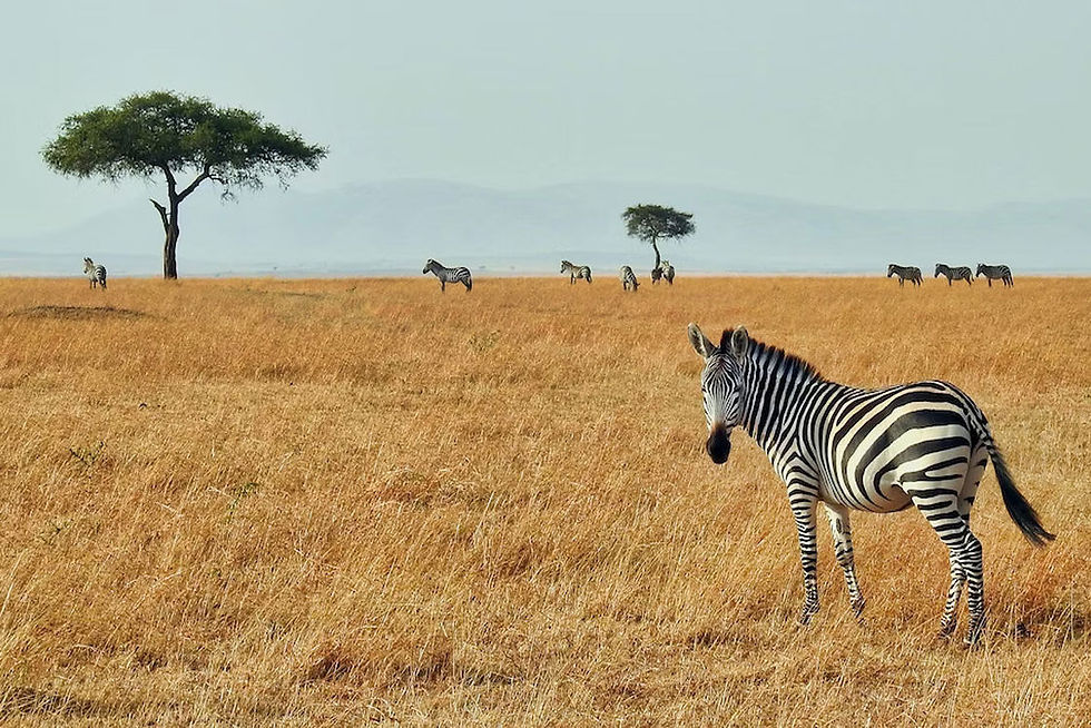 Zebras enjoying the golden grass field in a safari