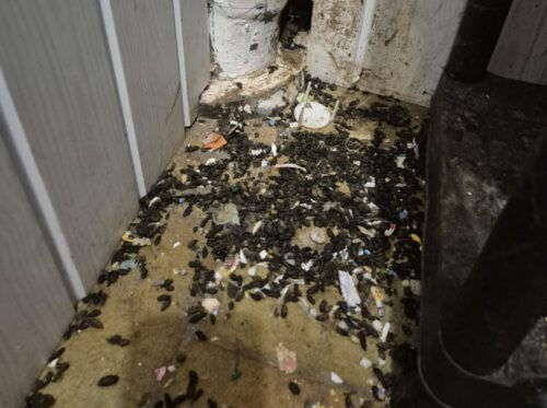 Jong gezin kampt al drie jaar met ernstig rattenprobleem in sociale huurwoning: “Dit is geen leefbare situatie”