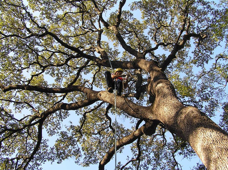 tree trimming second generation bulverde texas