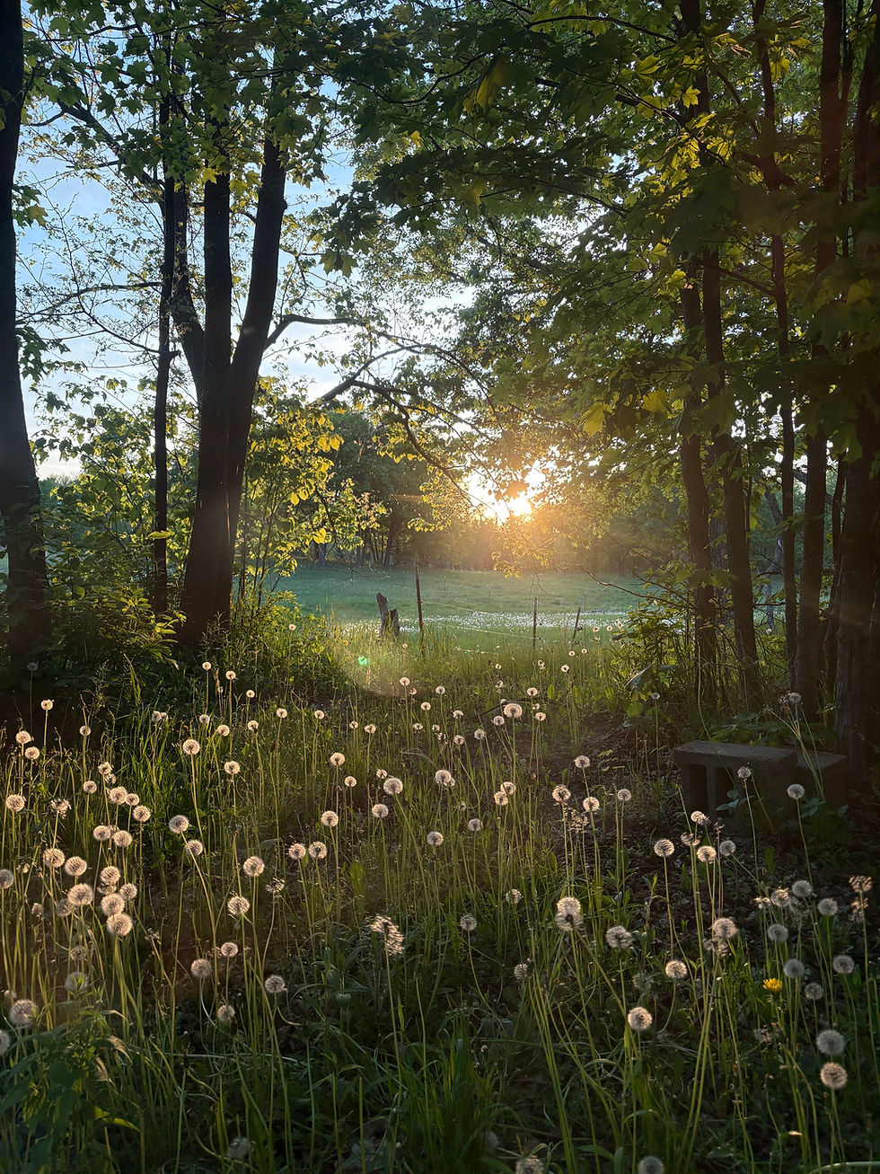 Soft golden light filters through trees and meadow as the sun is setting.