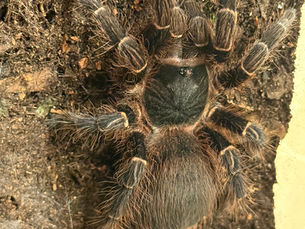 Acanthoscurria