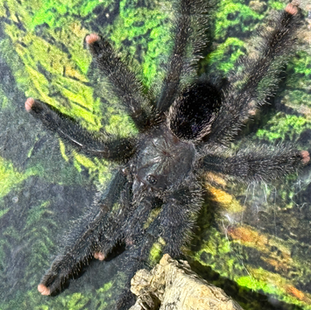 Avicularia
