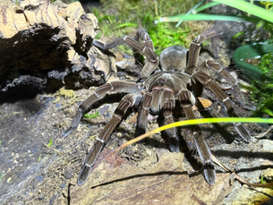 Theraphosa