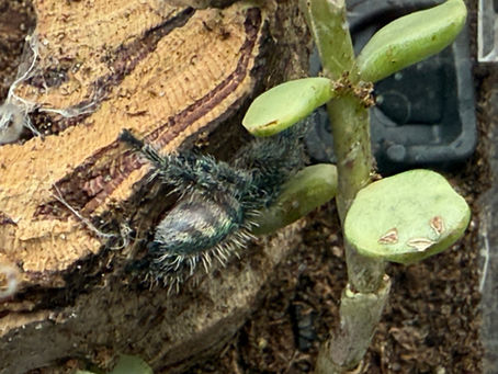 Ybyrapora