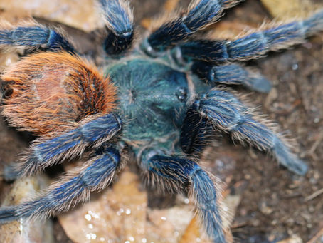 Chromatopelma