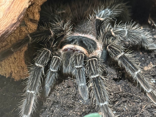 Lasiodora