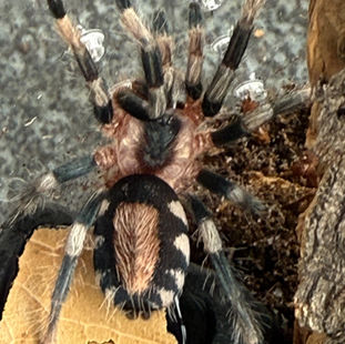 Cyriocosmus