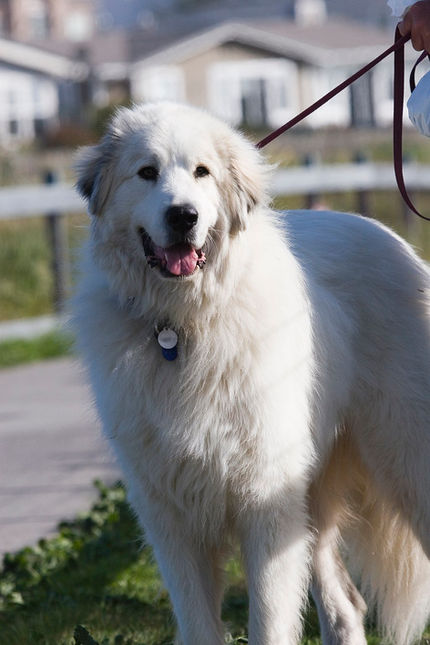The Challenges of an LGD Breed as a Companion Dog