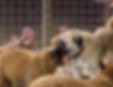 Fistik the Kangal Dog with her sheep and turkeys