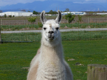 Selecting a Guard Llama
