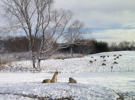 Winter Care for Working Farm Dogs