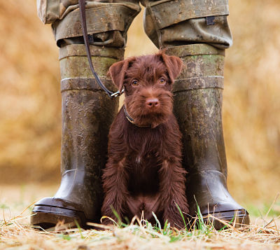 What is a Farm Dog? Making the Best Choices for Working Partners on the Farm or Ranch.