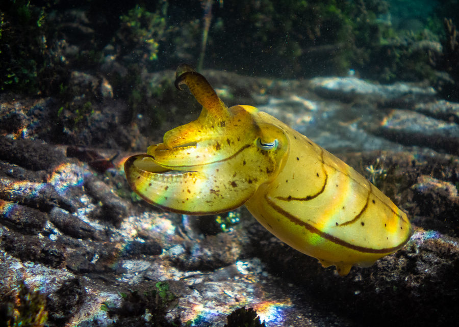 Sea photography by Joe Orsi
