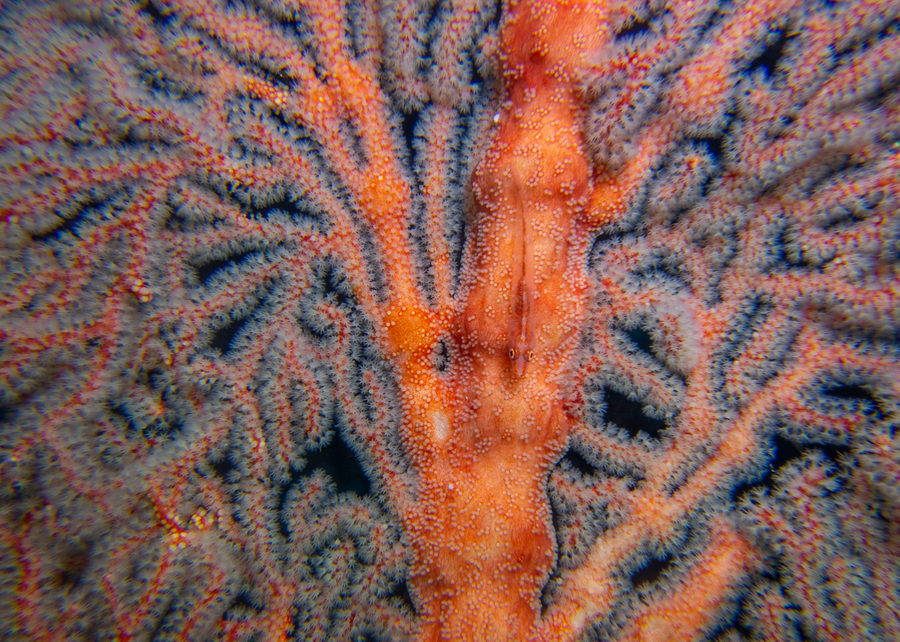 Sea photography by Joe Orsi