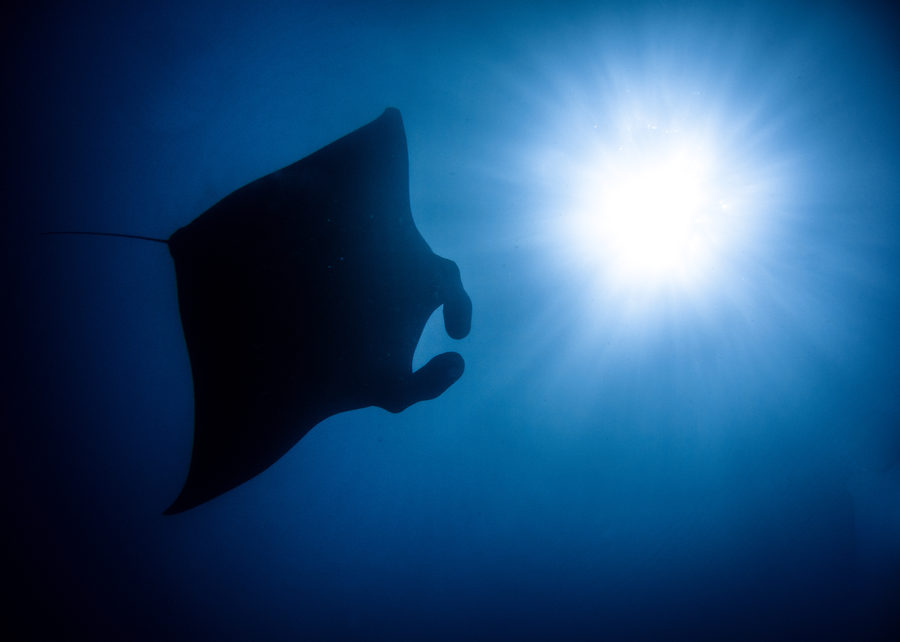 Sea photography by Joe Orsi
