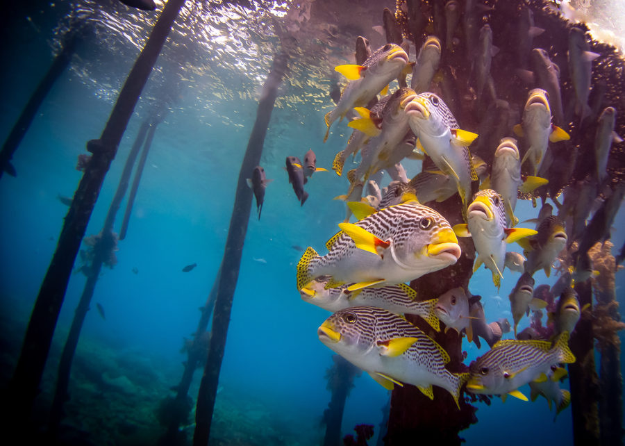 Sea photography by Joe Orsi