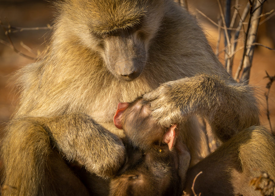 Wildlife photograph from remote wilderness