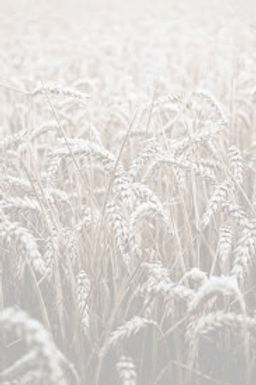 Harvest_edited_edited.jpg