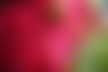 ア・ラ・小布施に咲く花 5月