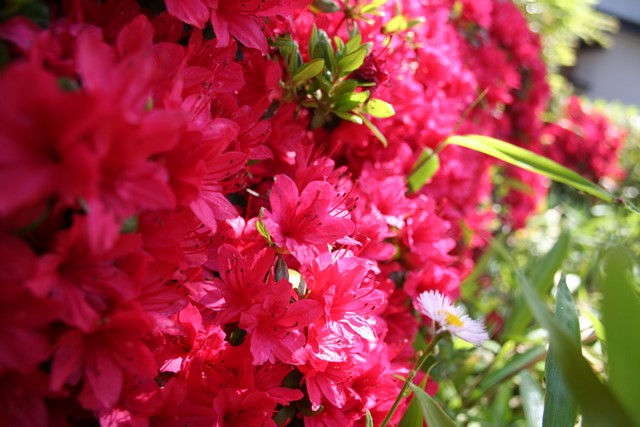 ア・ラ・小布施に咲く花 5月