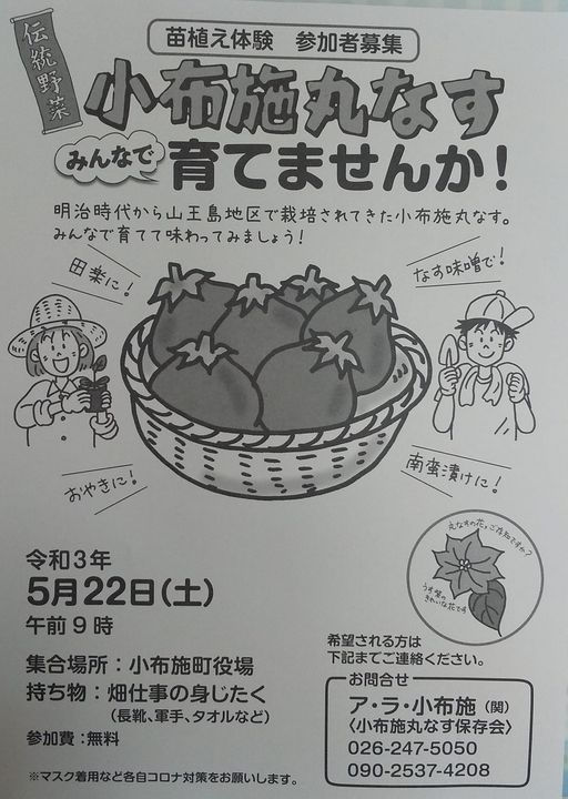 【小布施丸なす 苗植え体験 参加者募集】