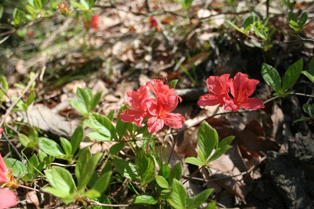 春の雁田山登山④