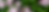 Pelargonium_graveolens_2_edited.png