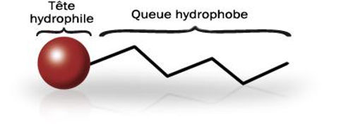 lois-physiques-hydrophobie