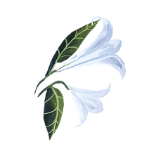 morning glory 2_edited.png
