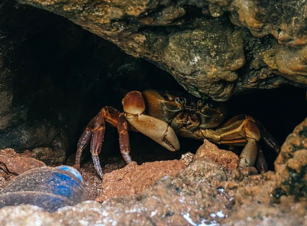 A hairy leg mountain crab hiding under a rock.