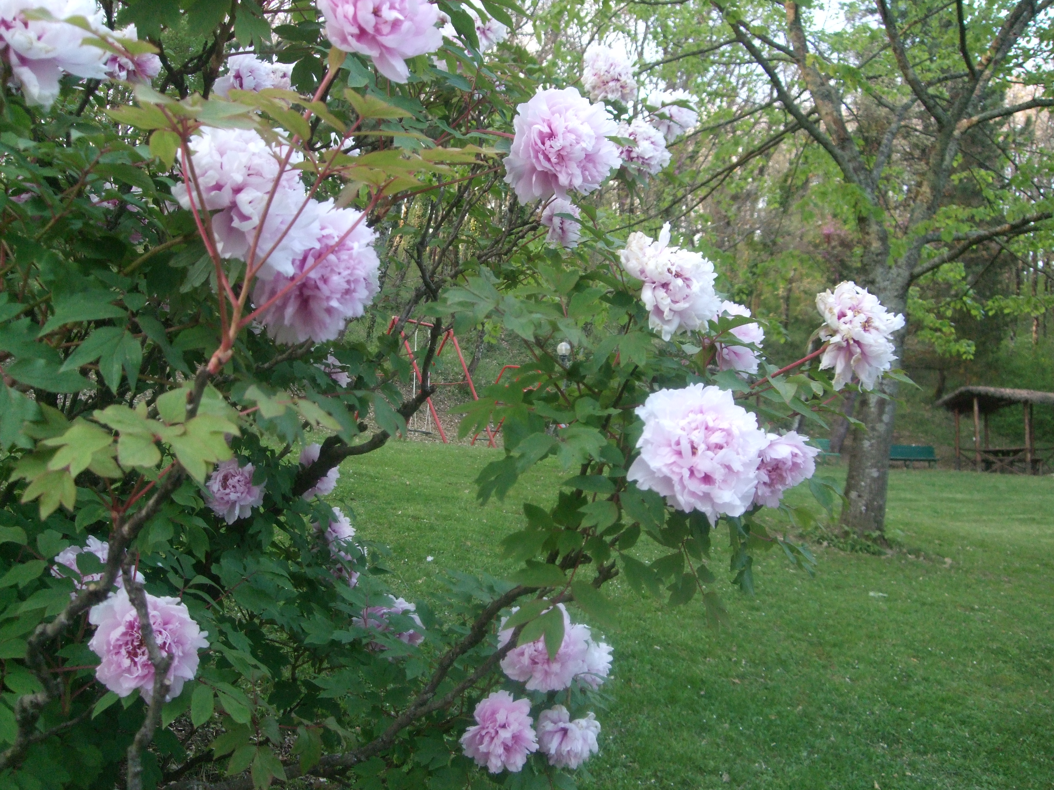 DSCF3817