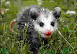 possum